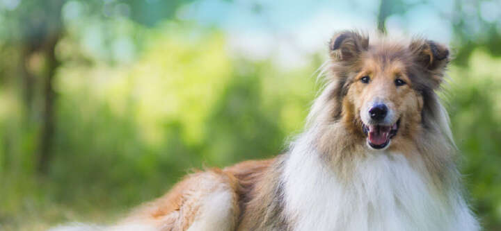 tierliebe hundefutter themen e banner